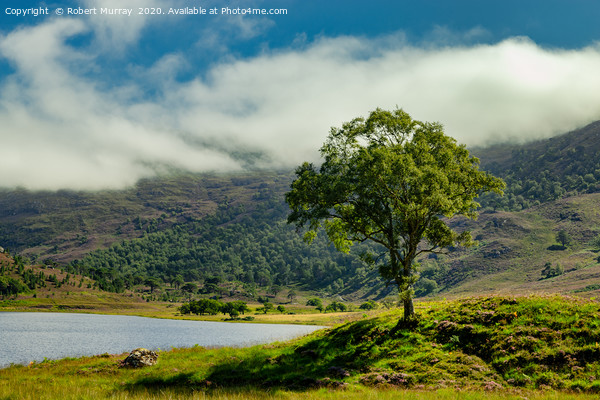 Lone tree in a Highland Glen Picture Board by Robert Murray