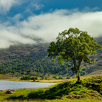 Buy canvas prints of Lone tree in a Highland Glen by Robert Murray