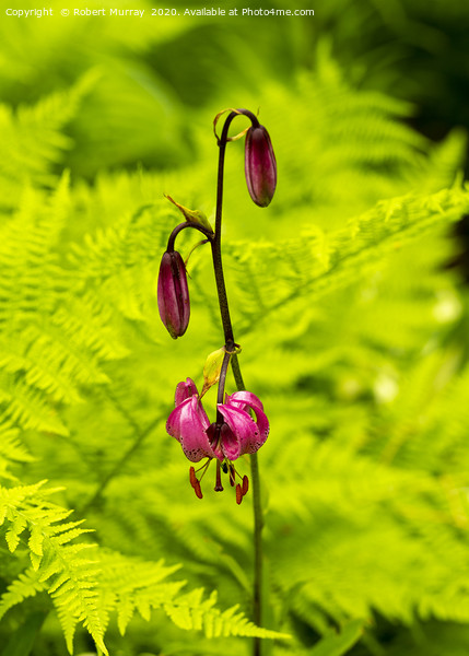 Martagon Lily with Ferns Picture Board by Robert Murray