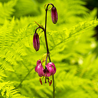 Buy canvas prints of Martagon Lily with Ferns by Robert Murray