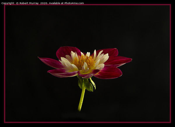 Collarette Dahlia on Black Picture Board by Robert Murray