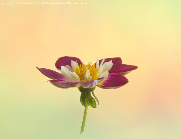 Collarette Dahlia on Pastel Background Picture Board by Robert Murray