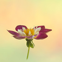 Buy canvas prints of Collarette Dahlia on Pastel Background by Robert Murray