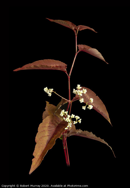 Persicaria leaves and flowers Picture Board by Robert Murray