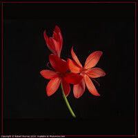 Buy canvas prints of  Kaffir Lily on Black Background by Robert Murray
