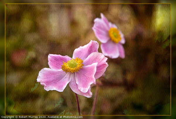 Japanese Anemone Picture Board by Robert Murray