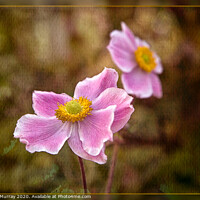 Buy canvas prints of Japanese Anemone by Robert Murray