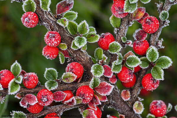 Frosted berries Picture Board by Robert Murray