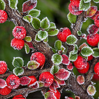 Buy canvas prints of Frosted berries by Robert Murray