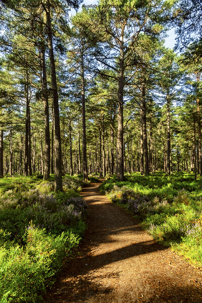 Sunny path in the Abernethy Forest Picture Board by Robert Murray