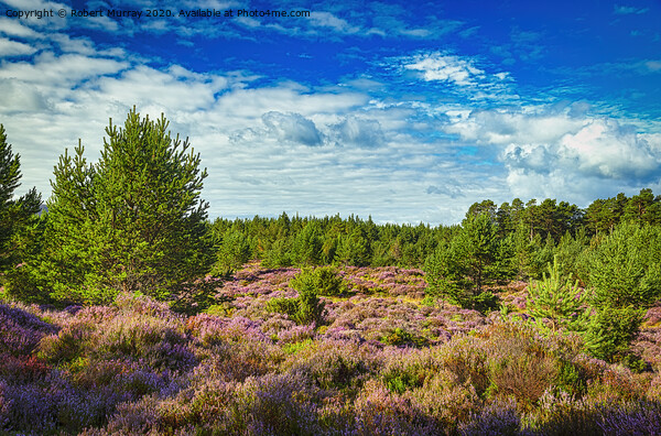 Purple heather in the Abernethy Forest, Nethy Brid Picture Board by Robert Murray