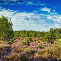 Buy canvas prints of Purple heather in the Abernethy Forest, Nethy Brid by Robert Murray