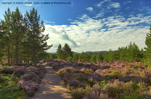 Heather lined Abernethy Forest path. Picture Board by Robert Murray