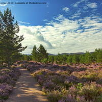 Buy canvas prints of Heather lined Abernethy Forest path. by Robert Murray