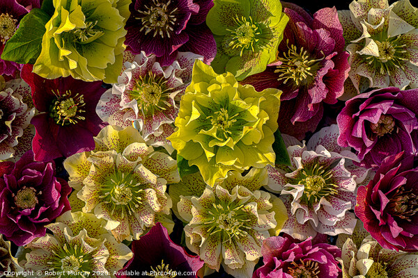 Hellebore flowers Picture Board by Robert Murray