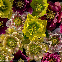 Buy canvas prints of Hellebore flowers by Robert Murray