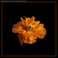Buy canvas prints of Welsh Poppy by Robert Murray