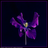 Buy canvas prints of Clematis "The President" by Robert Murray