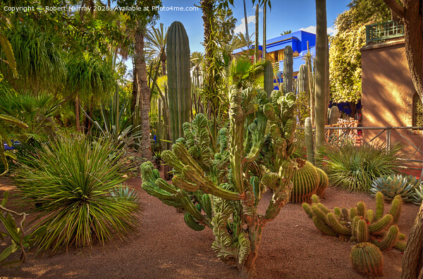 Cacti Garden, Marrakesh. Picture Board by Robert Murray
