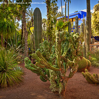 Buy canvas prints of Cacti Garden, Marrakesh. by Robert Murray