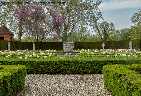 Tulip Parterre 2 Picture Board by Robert Murray