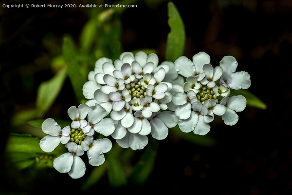 White Candytuft Picture Board by Robert Murray