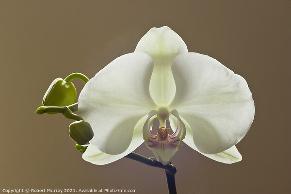Moth orchid Phaelanopsis Picture Board by Robert Murray