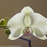 Buy canvas prints of Moth orchid Phaelanopsis by Robert Murray