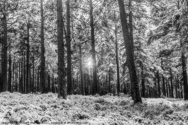 Sunlight and snow in Abernethy Forest Picture Board by Robert Murray