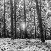 Buy canvas prints of Sunlight and snow in Abernethy Forest by Robert Murray