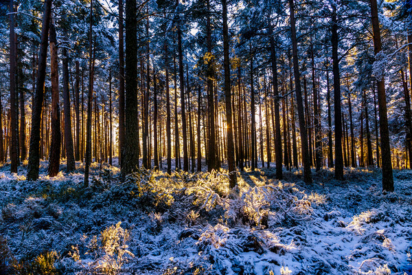 Winter sunshine and snow in Abernethy Forest Picture Board by Robert Murray