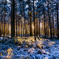 Buy canvas prints of Winter sunshine and snow in Abernethy Forest by Robert Murray