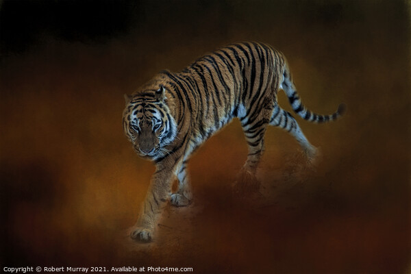 Amur Tiger Picture Board by Robert Murray