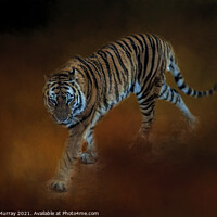 Buy canvas prints of Amur Tiger by Robert Murray