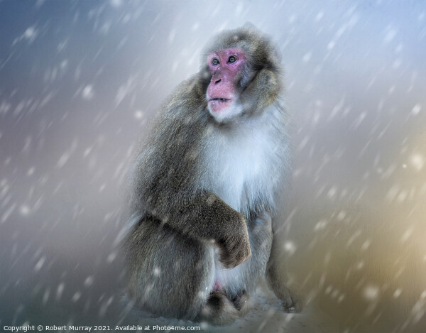 Japanese Macaque in Snow Picture Board by Robert Murray