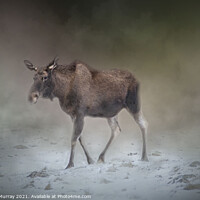 Buy canvas prints of Moose on a Misty Winter Morning by Robert Murray