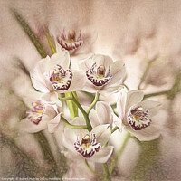 Buy canvas prints of Cymbidium Orchid by Robert Murray