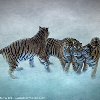 Buy canvas prints of Amur Tiger Family by Robert Murray