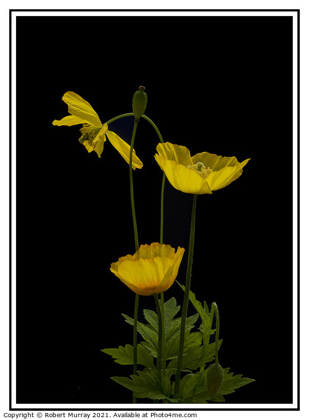 Welsh Poppies Picture Board by Robert Murray