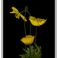 Buy canvas prints of Welsh Poppies by Robert Murray