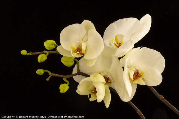 Moth Orchid Phaelanopsis Picture Board by Robert Murray