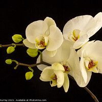 Buy canvas prints of Moth Orchid Phaelanopsis by Robert Murray