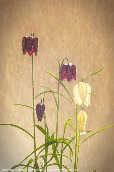 Snake's Head Fritillaries Picture Board by Robert Murray