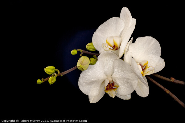 Moth Orchid Phaelanopsis Picture Board by Robert Murray
