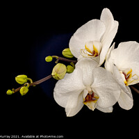 Buy canvas prints of Moth Orchid Phaelanopsis by Robert Murray