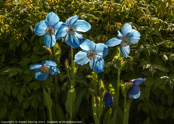 Hymalayan Blue Poppies Backlit Picture Board by Robert Murray