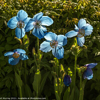 Buy canvas prints of Hymalayan Blue Poppies Backlit by Robert Murray