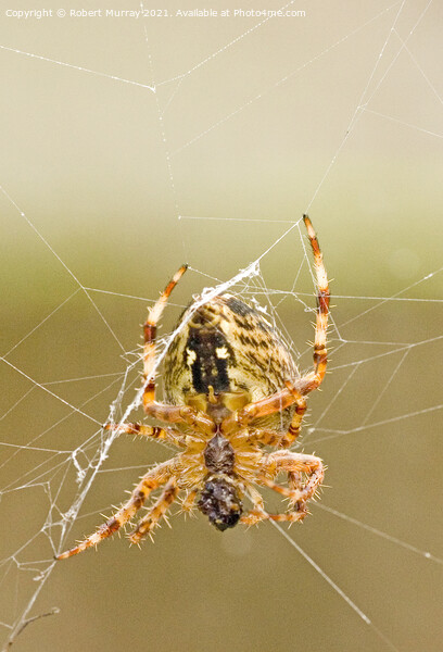 Close-up of a garden spider feeding on web. Picture Board by Robert Murray