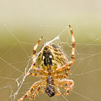 Buy canvas prints of Close-up of a garden spider feeding on web. by Robert Murray