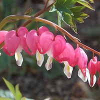 Buy canvas prints of Bleeding Hearts by Helene  Newing